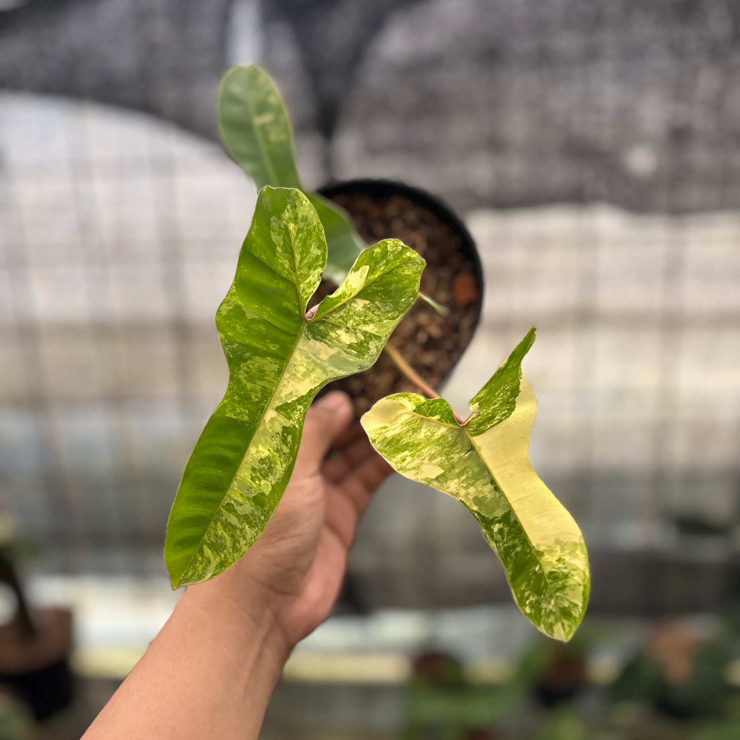 RP29-8 Philodendron Domesticum x Atabaphoense Variegated