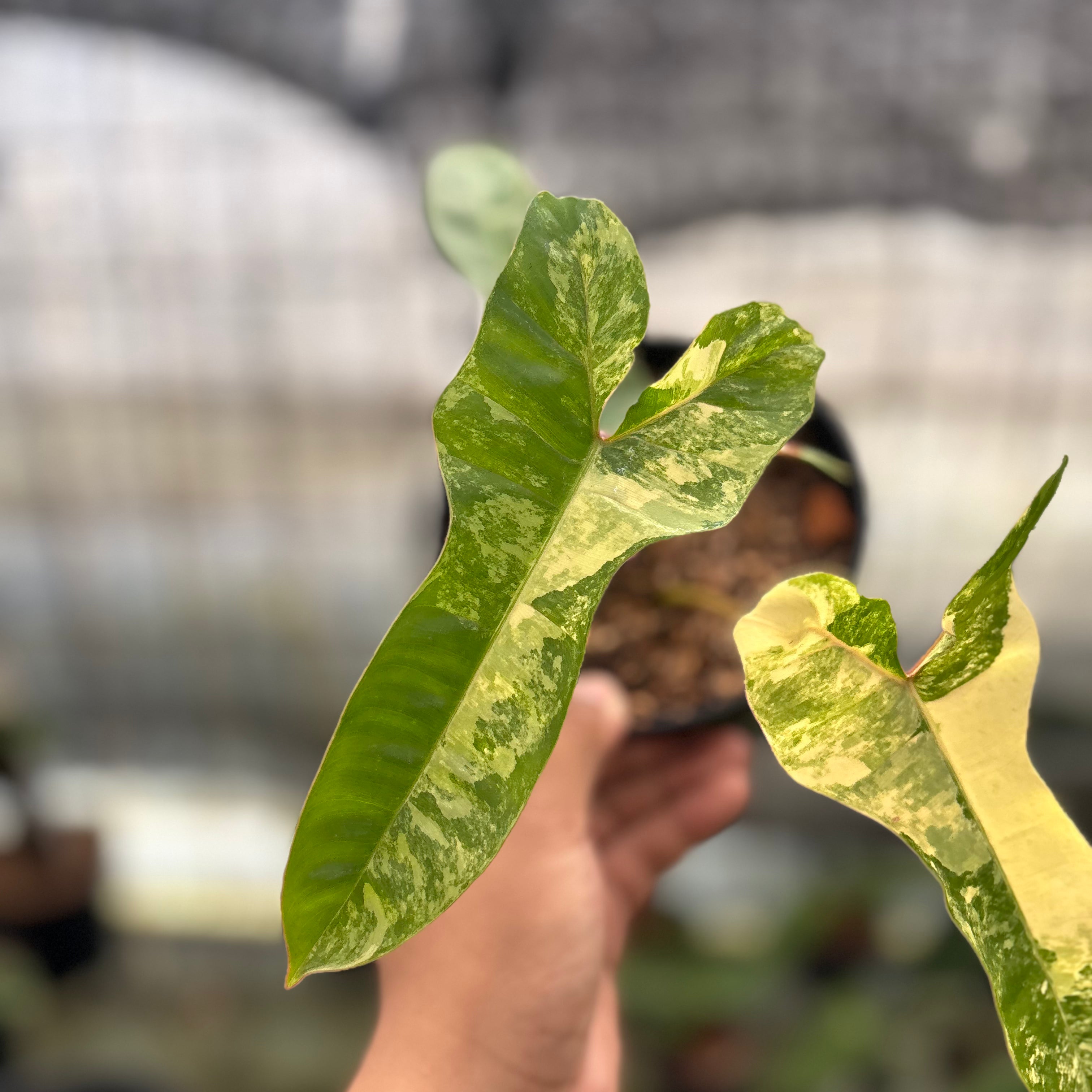 RP29-8 Philodendron Domesticum x Atabaphoense Variegated