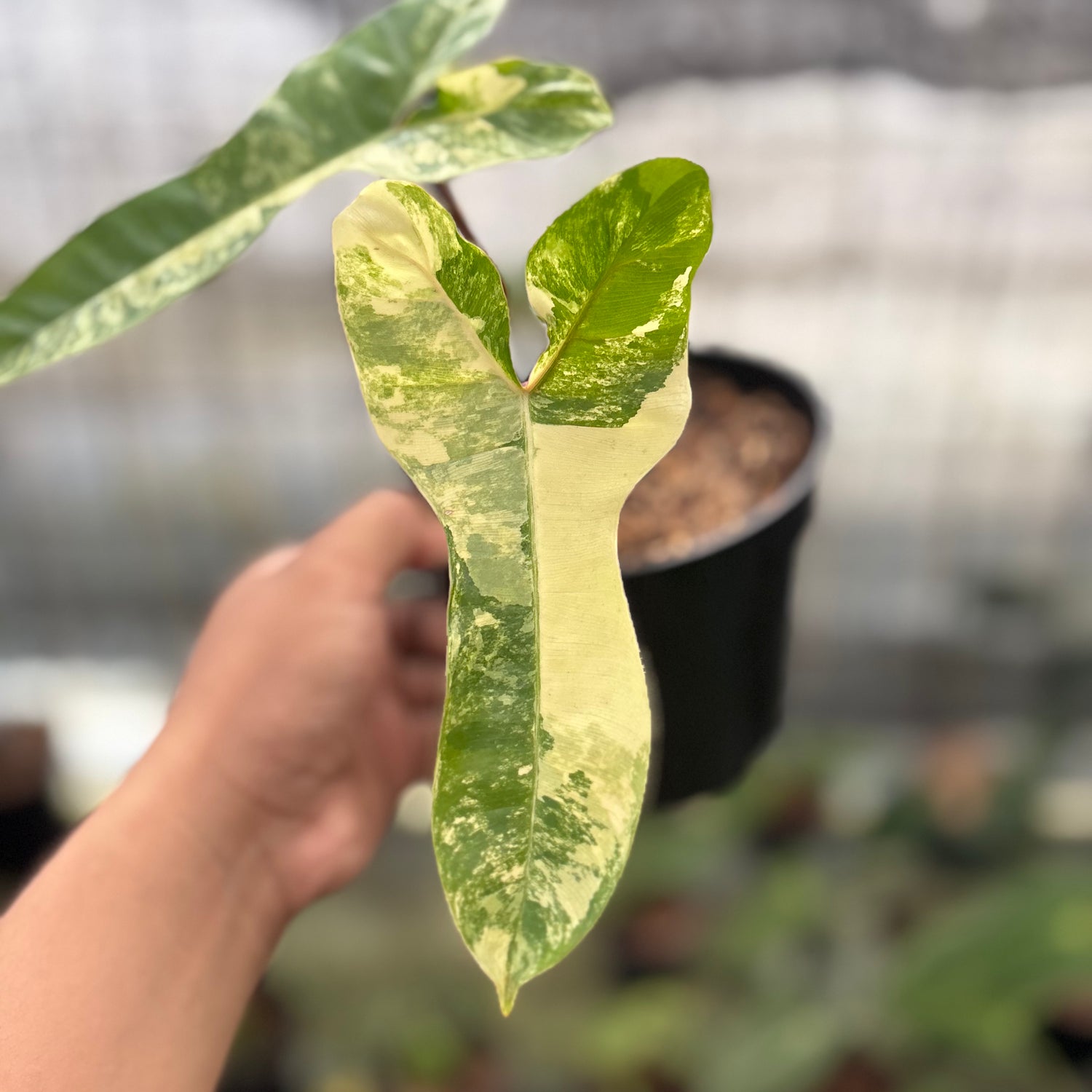 RP29-8 Philodendron Domesticum x Atabaphoense Variegated
