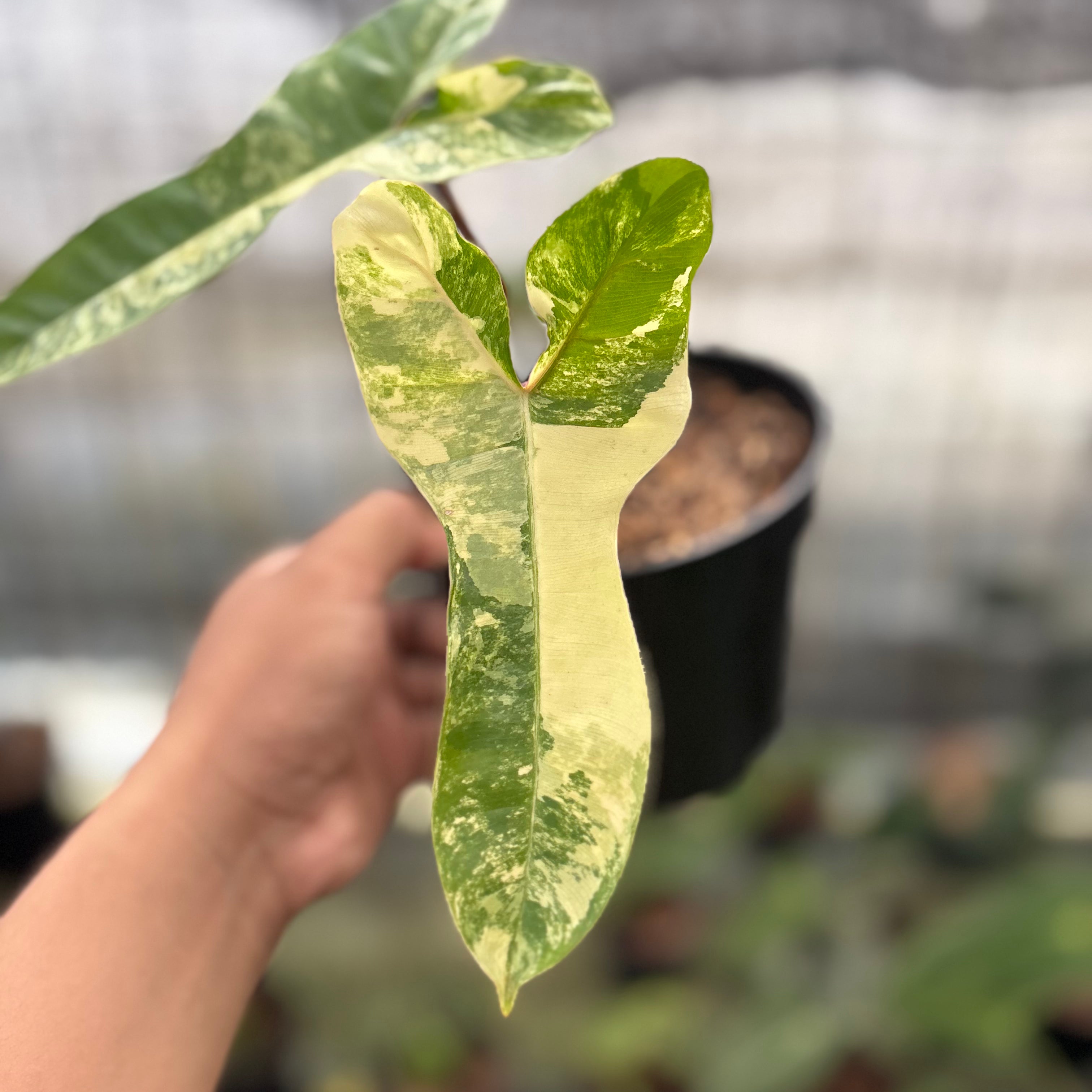 RP29-8 Philodendron Domesticum x Atabaphoense Variegated