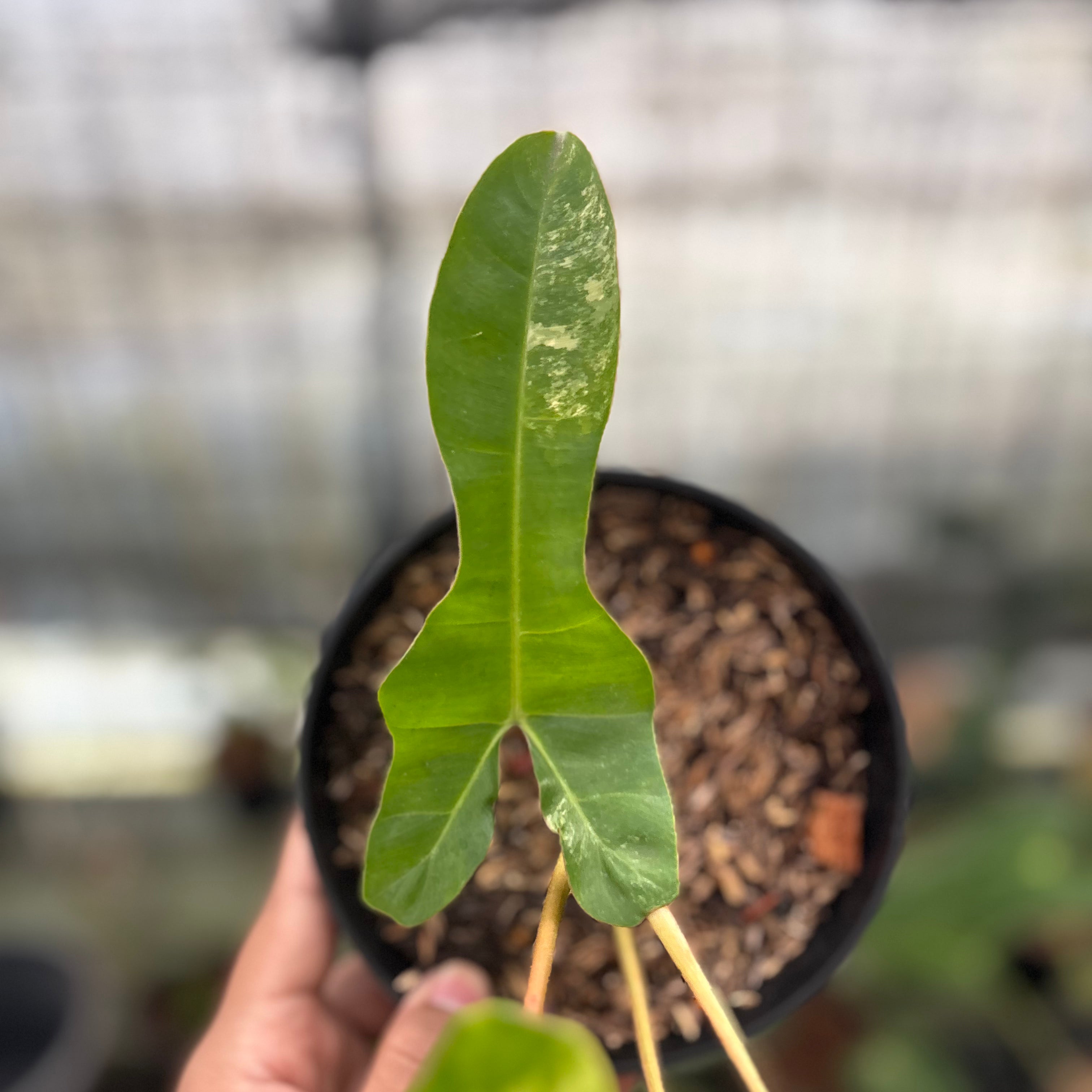 RP29-8 Philodendron Domesticum x Atabaphoense Variegated