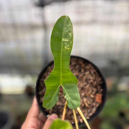 RP29-8 Philodendron Domesticum x Atabaphoense Variegated