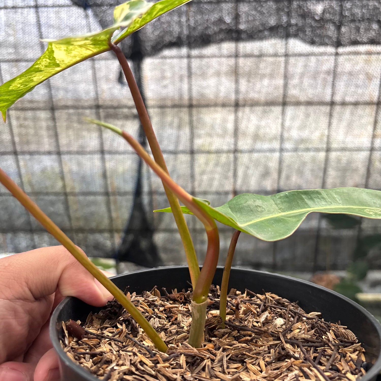 RP29-8 Philodendron Domesticum x Atabaphoense Variegated