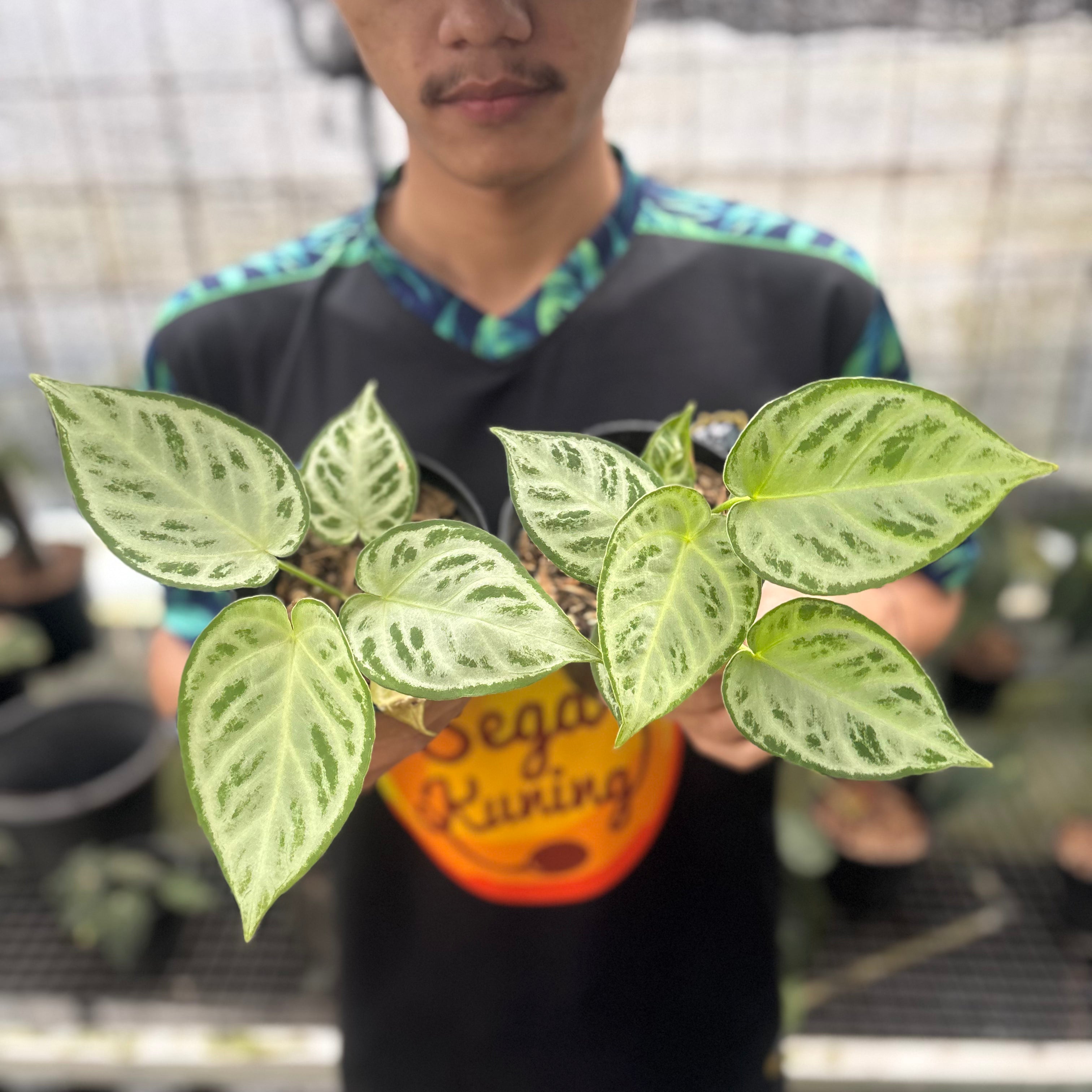 RP25-8 Anthurium Silver Chrome Full Silver (2 pcs)