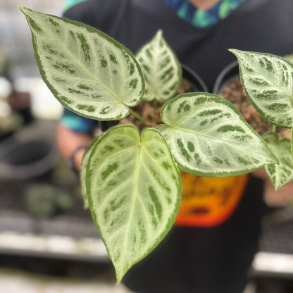 RP25-8 Anthurium Silver Chrome Full Silver (2 pcs)