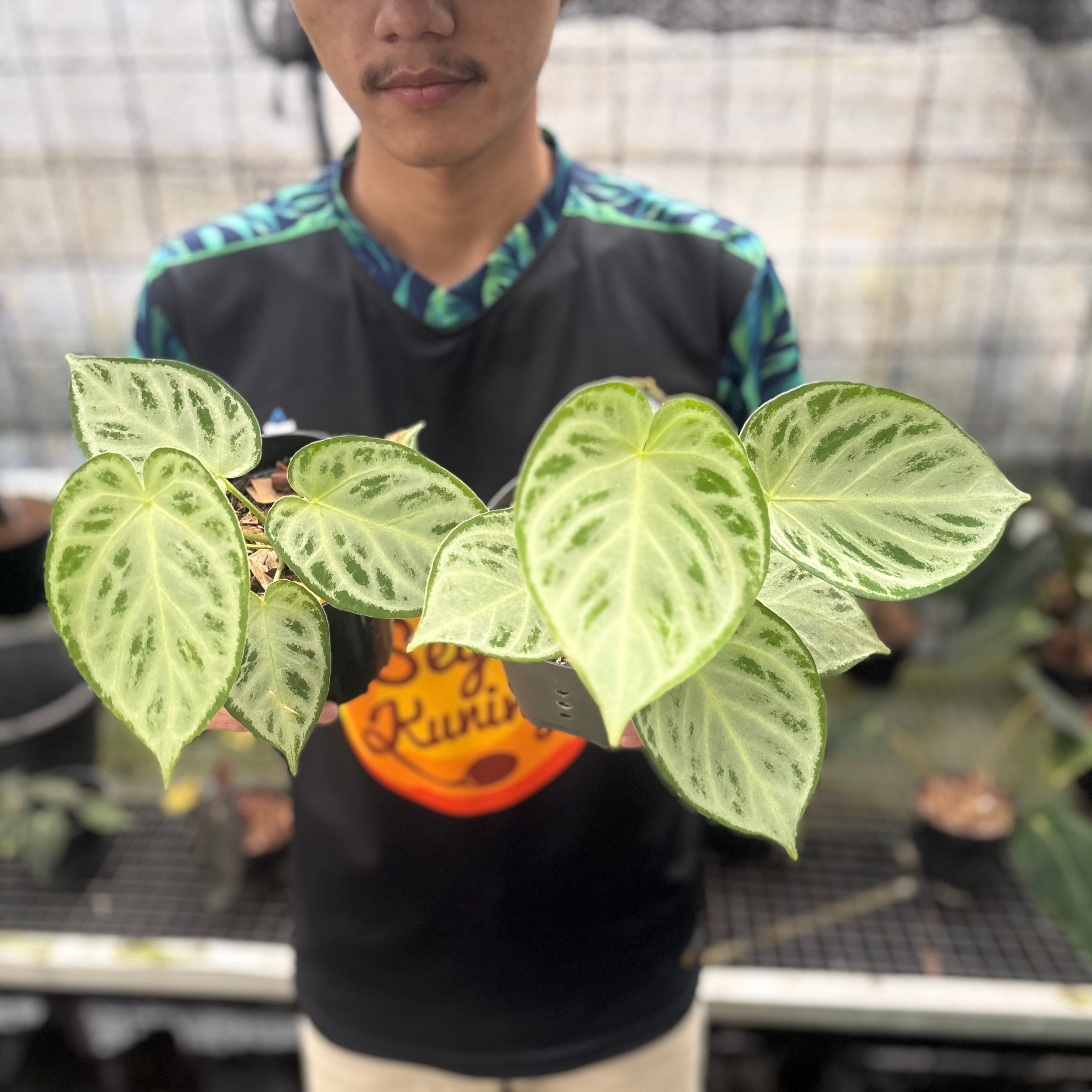 RP24-8 Anthurium Silver Chrome Full Silver (2 pcs)