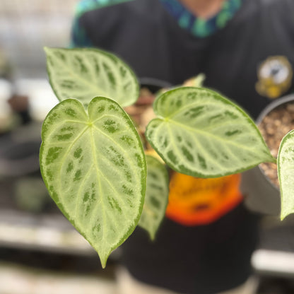 RP24-8 Anthurium Silver Chrome Full Silver (2 pcs)