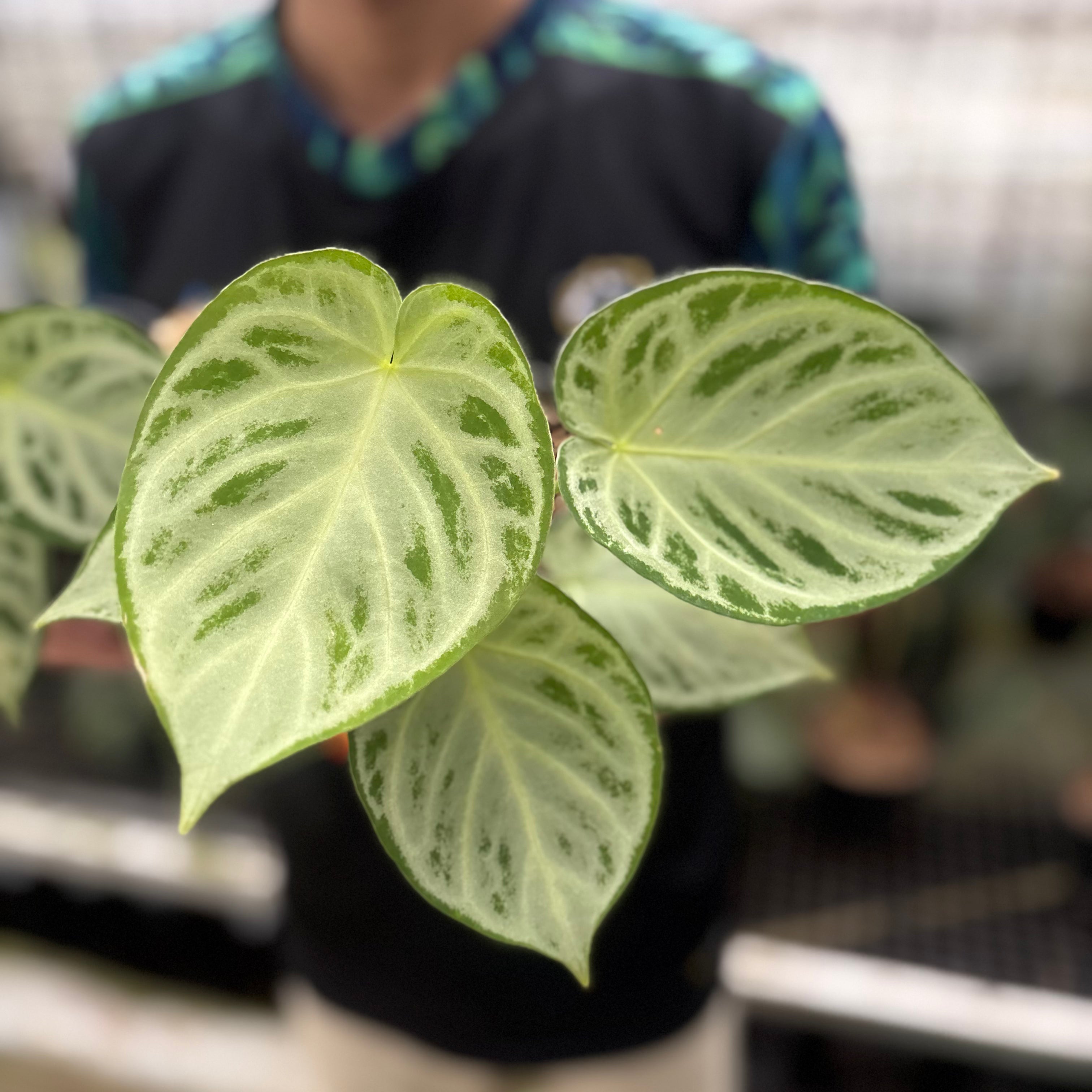 RP24-8 Anthurium Silver Chrome Full Silver (2 pcs)