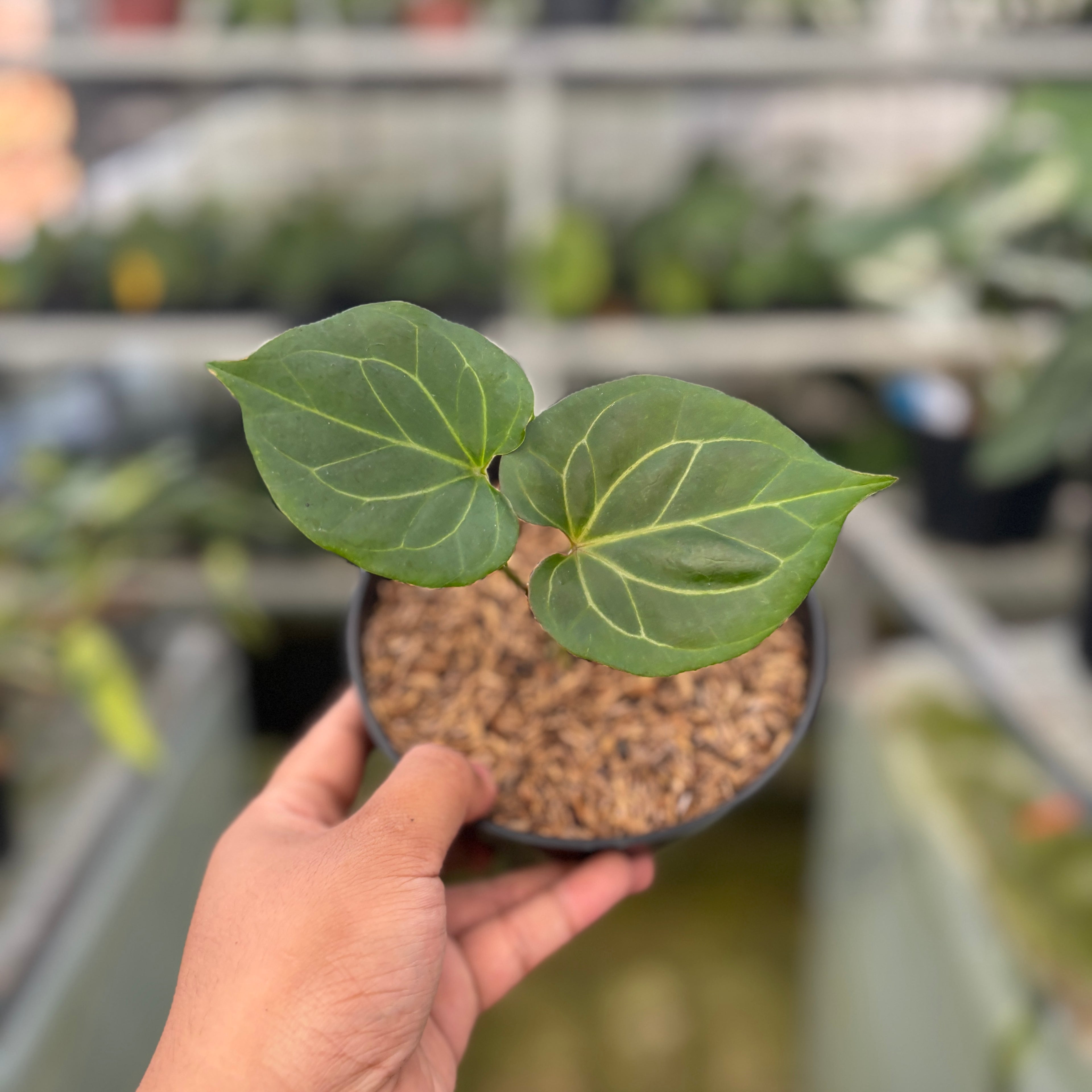 RP67-9	Anthurium King of Spades Small Size