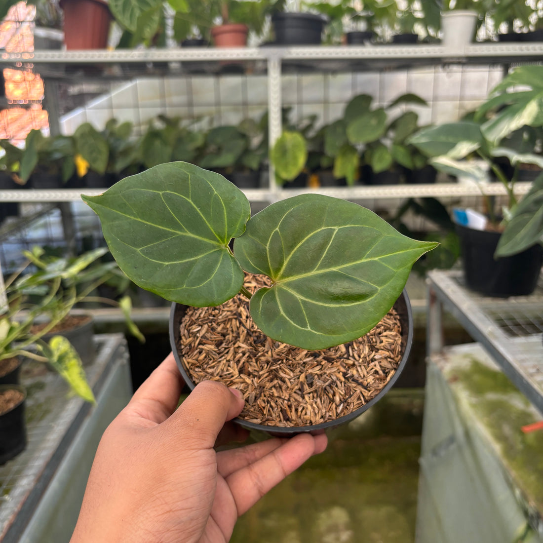 RP67-9	Anthurium King of Spades Small Size