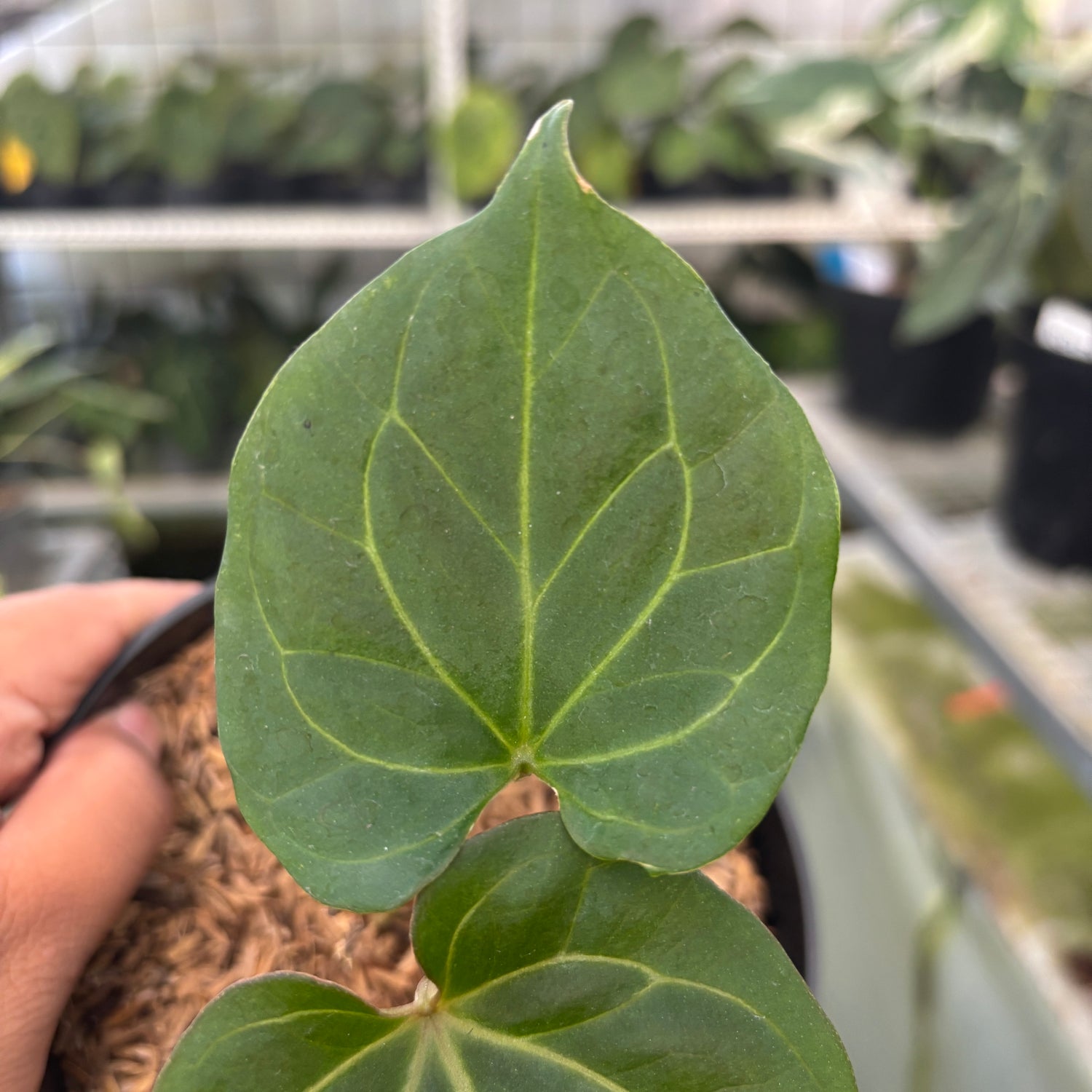 RP67-9	Anthurium King of Spades Small Size