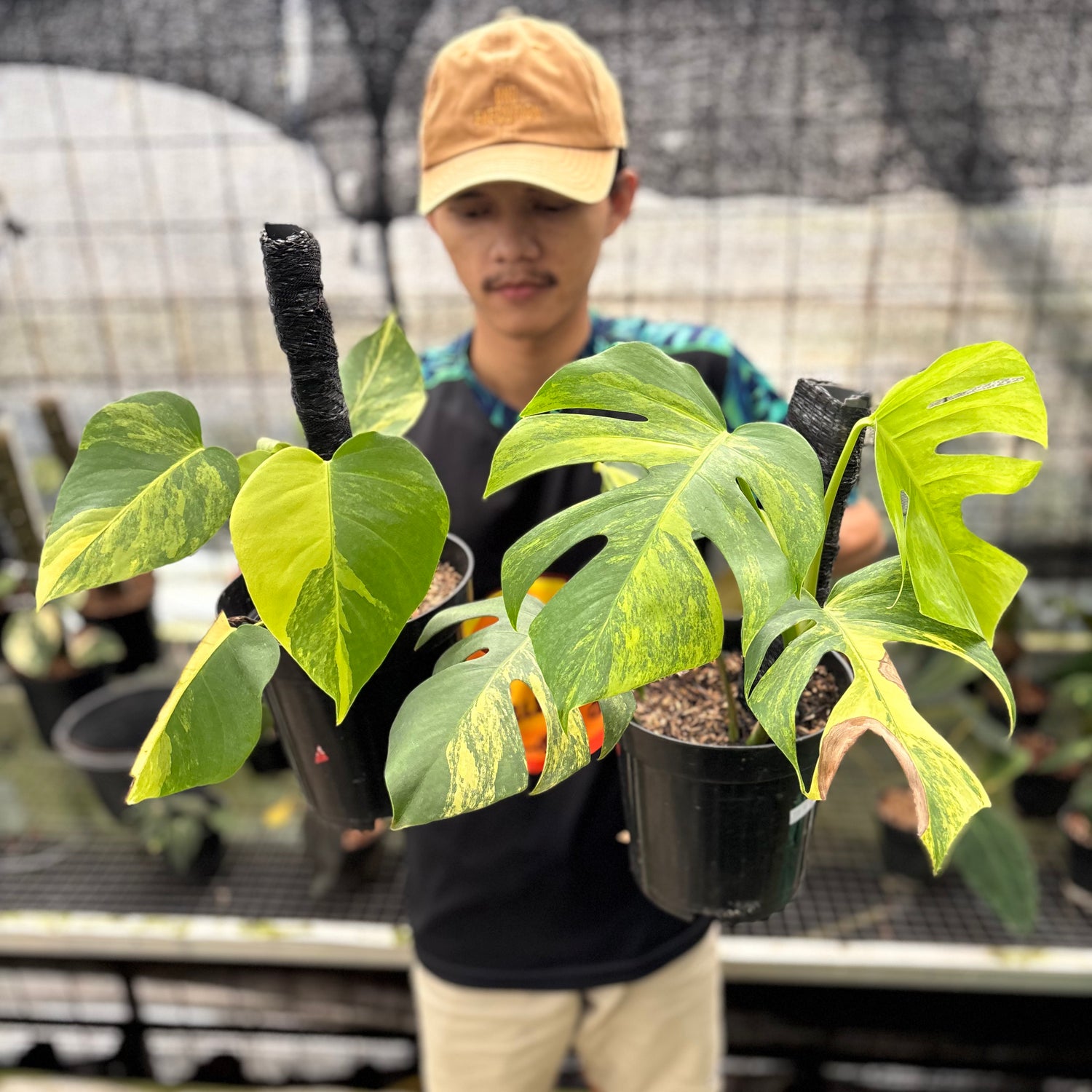 RP21-8 Monstera Yellow Variegated "Marmorata" (2 pcs)