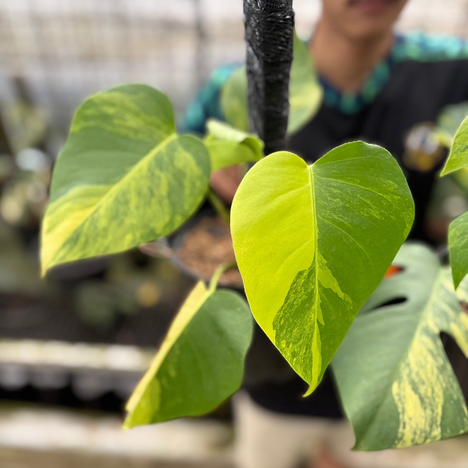 RP21-8 Monstera Yellow Variegated "Marmorata" (2 pcs)