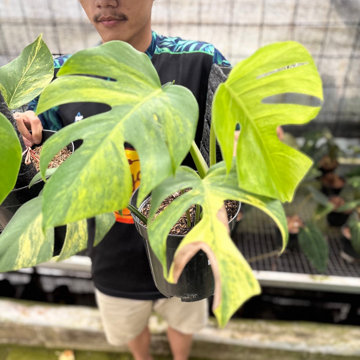 RP21-8 Monstera Yellow Variegated "Marmorata" (2 pcs)
