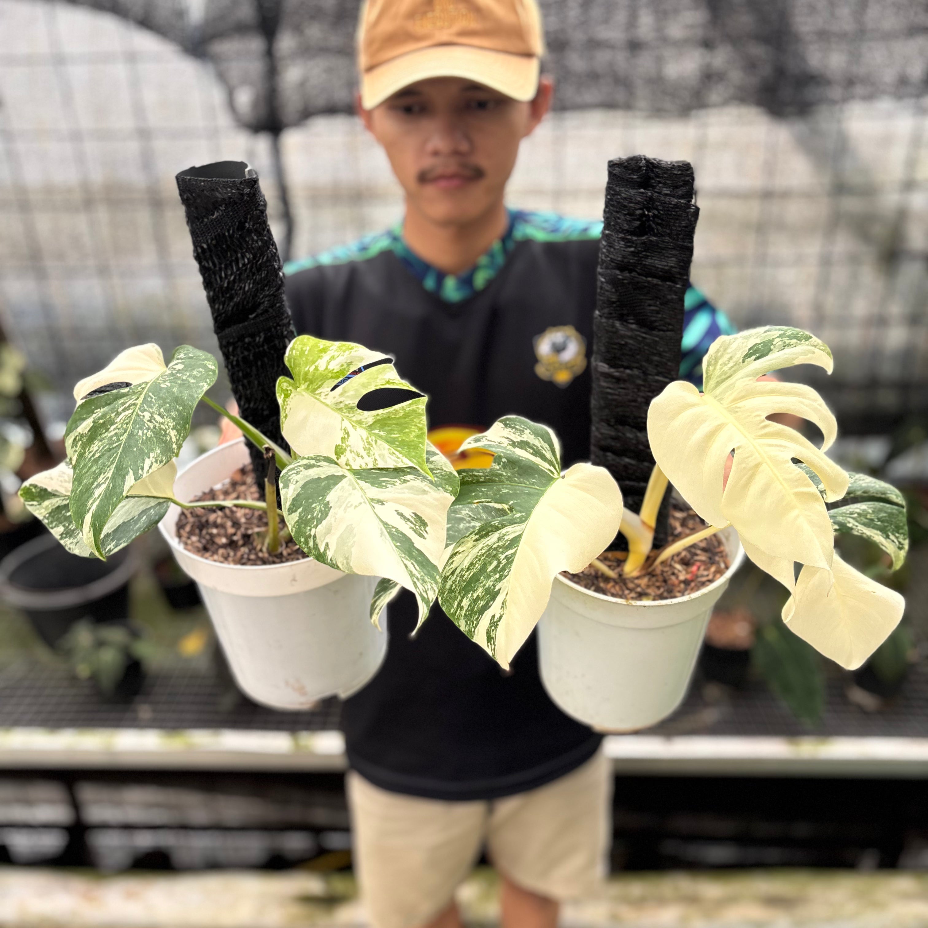 RP26-8 Monstera Albo White Tiger Variegated (2 pcs)