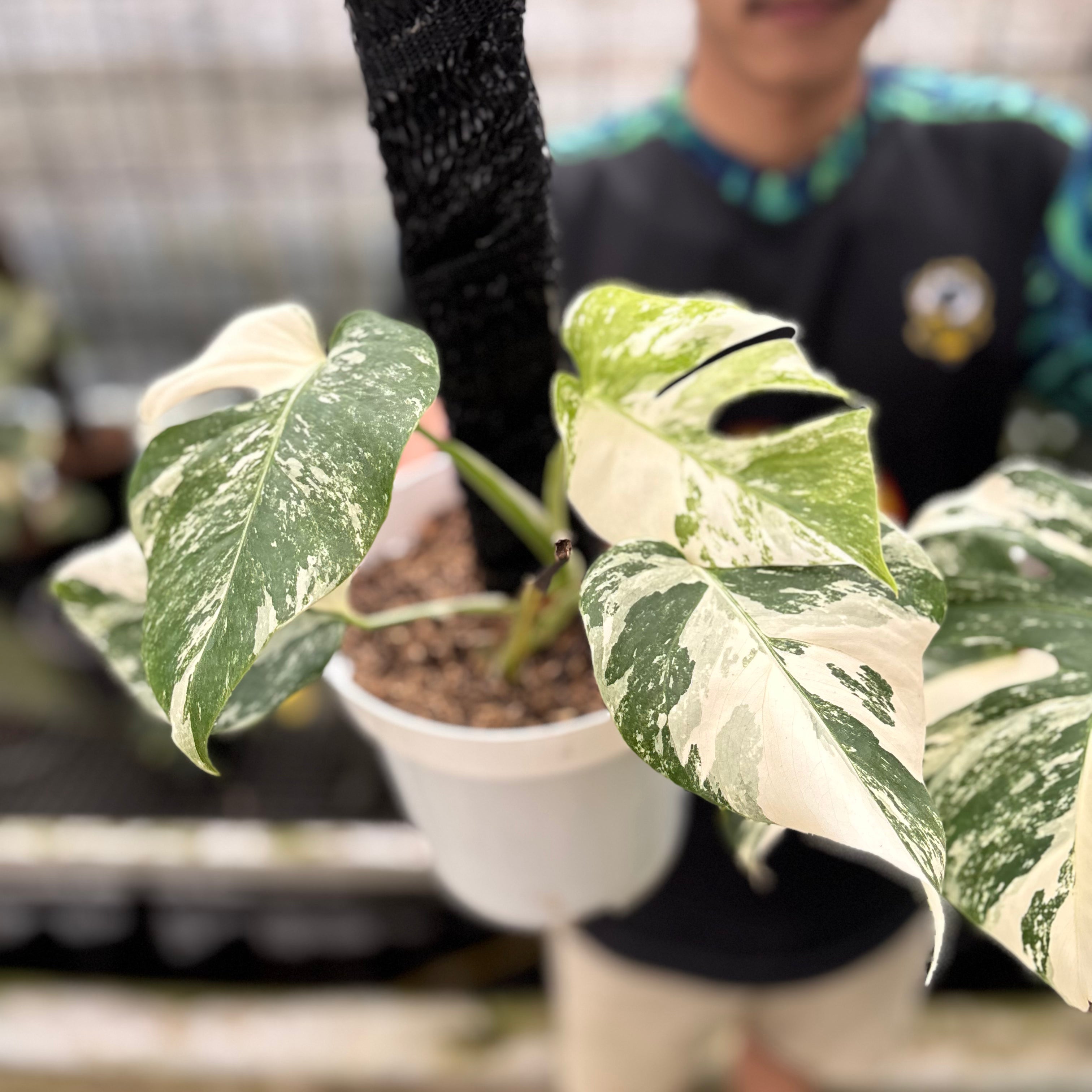 RP26-8 Monstera Albo White Tiger Variegated (2 pcs)