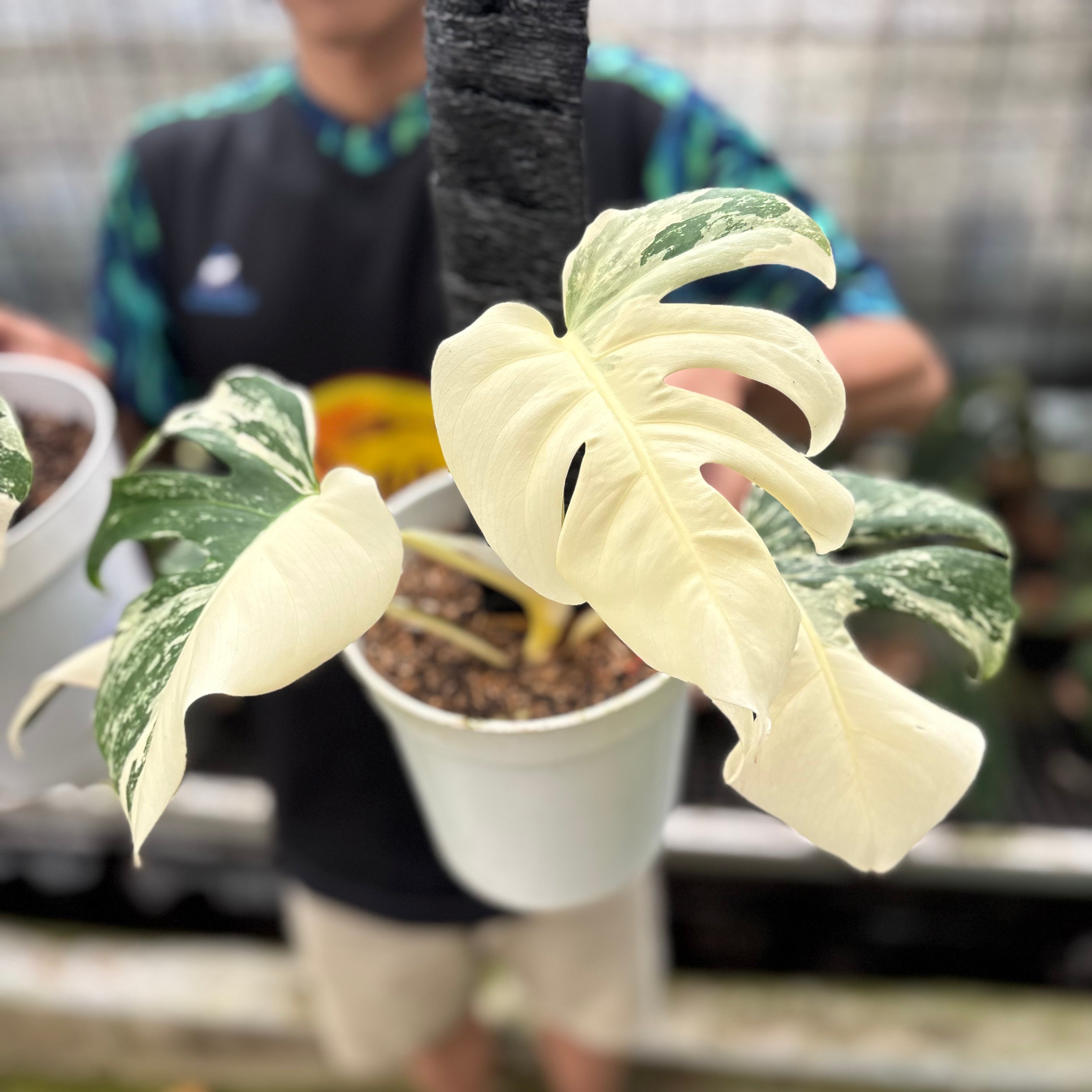 RP26-8 Monstera Albo White Tiger Variegated (2 pcs)
