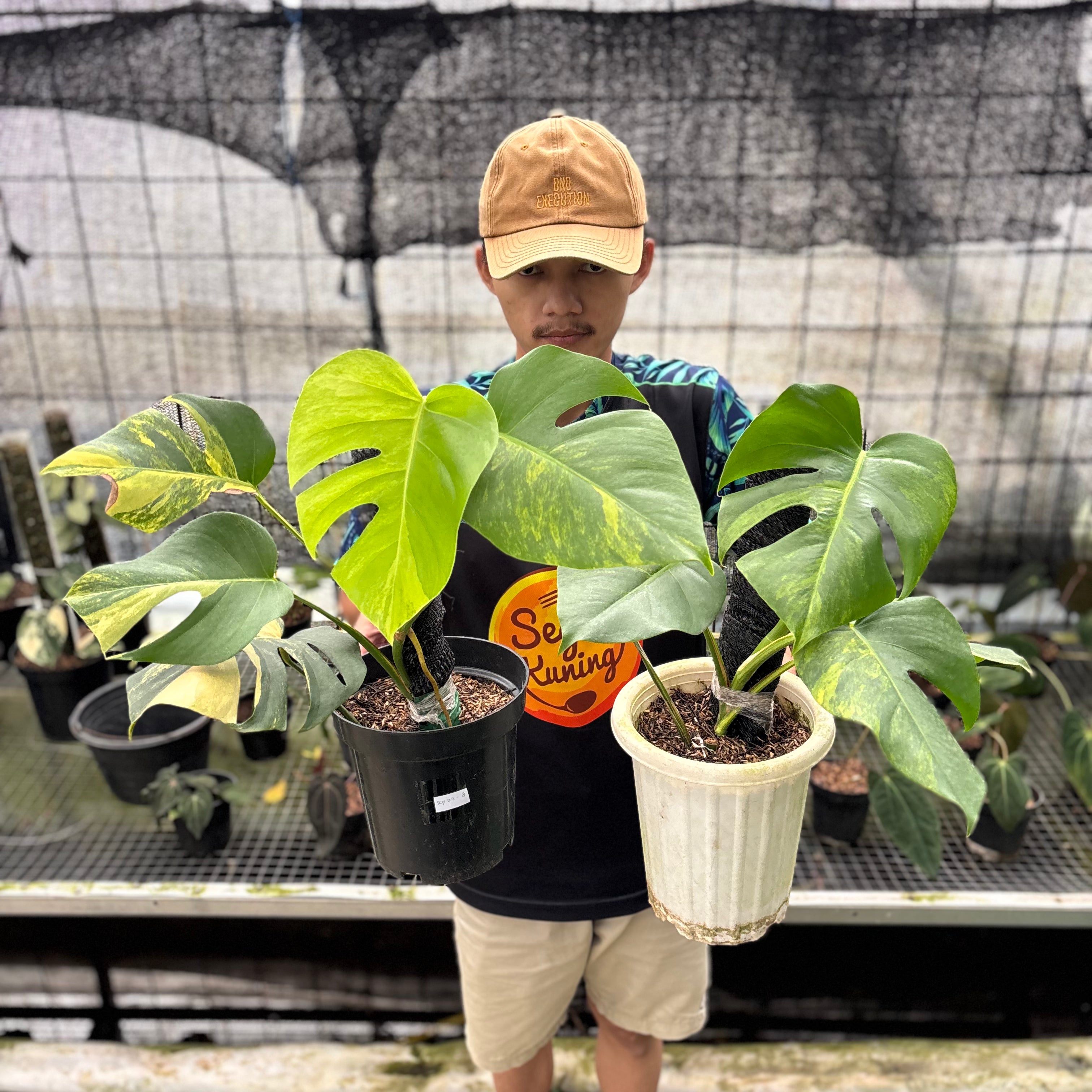 RP22-8 Monstera Yellow Variegated "Marmorata" (2 pcs)