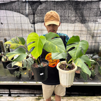 RP22-8 Monstera Yellow Variegated "Marmorata" (2 pcs)