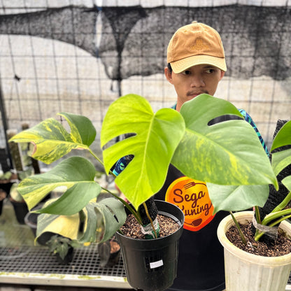 RP22-8 Monstera Yellow Variegated "Marmorata" (2 pcs)