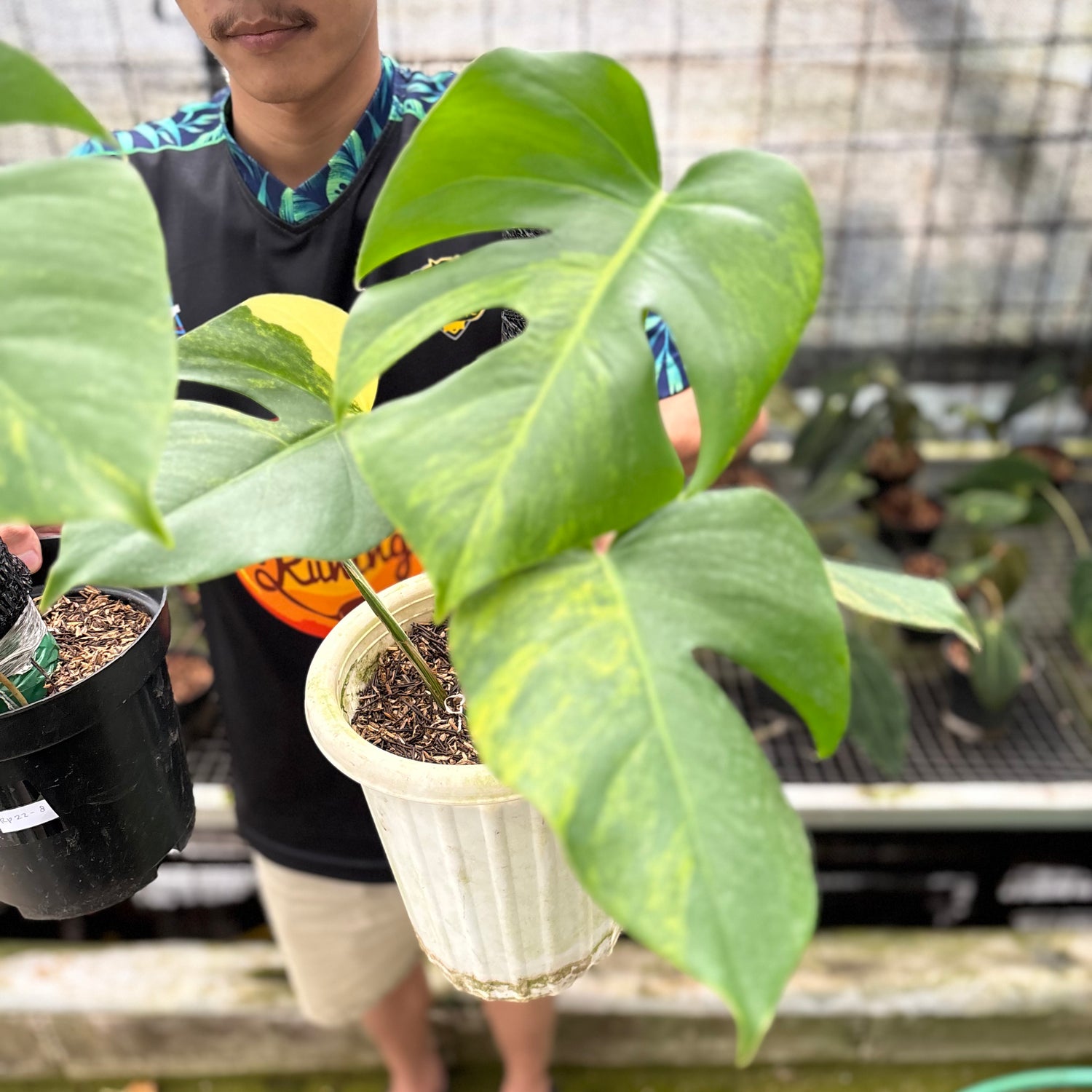 RP22-8 Monstera Yellow Variegated "Marmorata" (2 pcs)