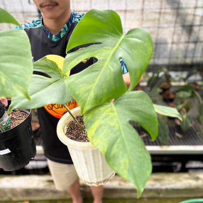 RP22-8 Monstera Yellow Variegated "Marmorata" (2 pcs)