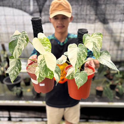 RP23-8 Monstera Albo White Tiger Variegated (2 pcs)