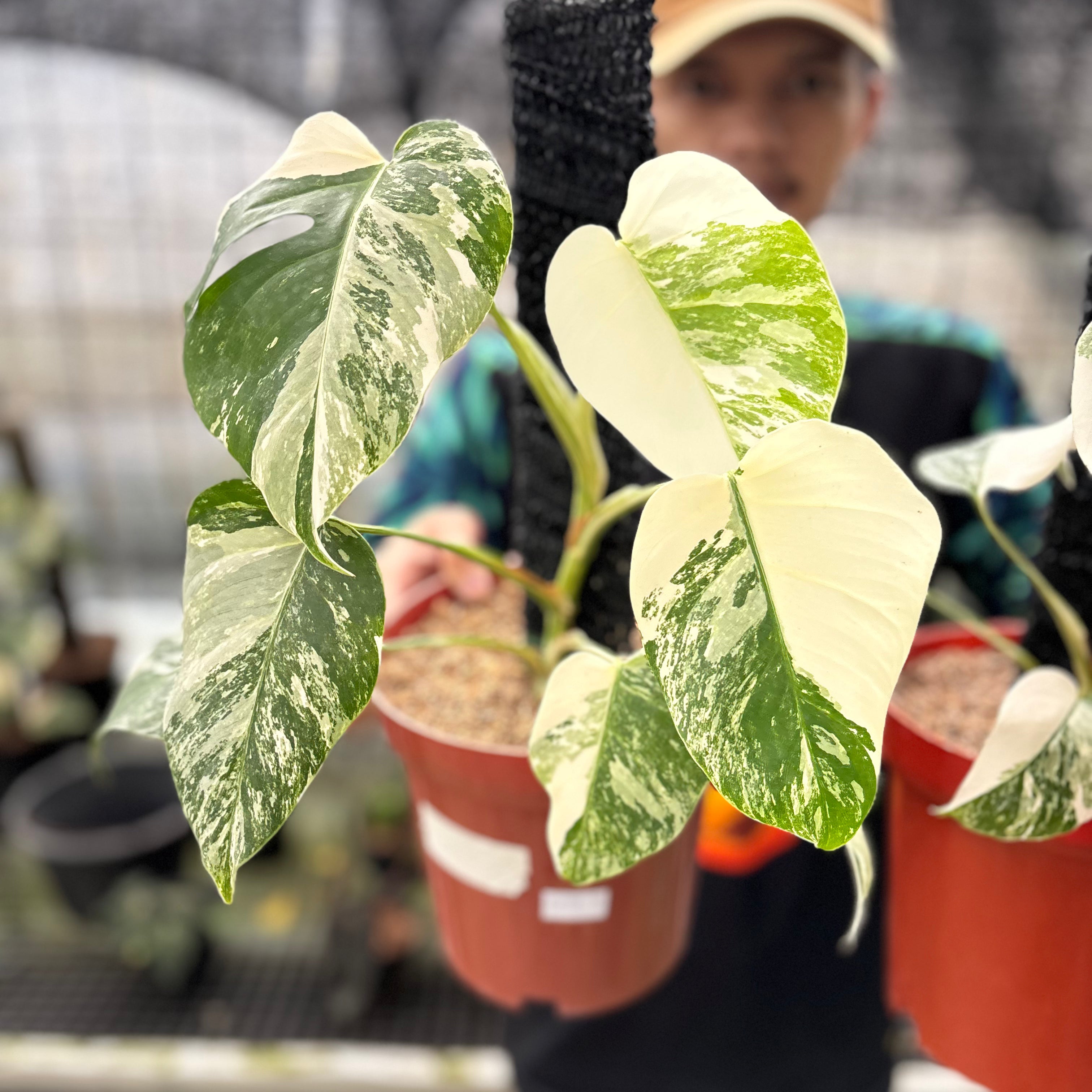 RP23-8 Monstera Albo White Tiger Variegated (2 pcs)
