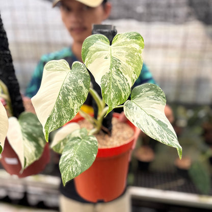 RP23-8 Monstera Albo White Tiger Variegated (2 pcs)