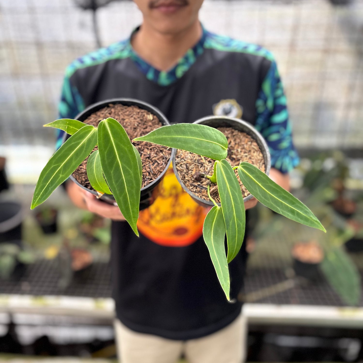 RP30-8 Anthurium Warocqueanum Little (2 pcs)