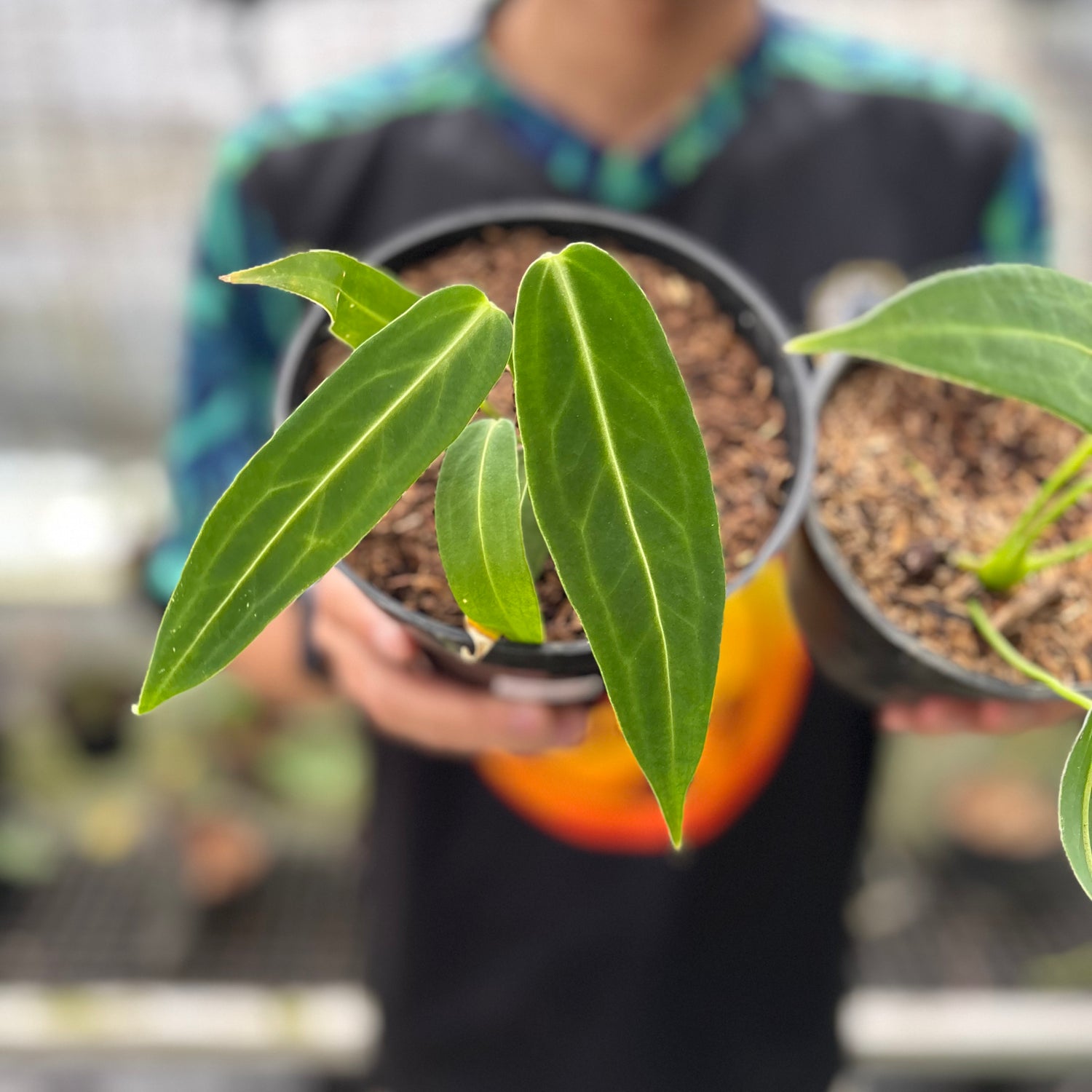 RP30-8 Anthurium Warocqueanum Little (2 pcs)