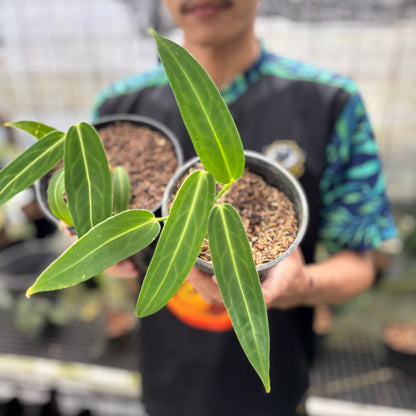 RP30-8 Anthurium Warocqueanum Little (2 pcs)
