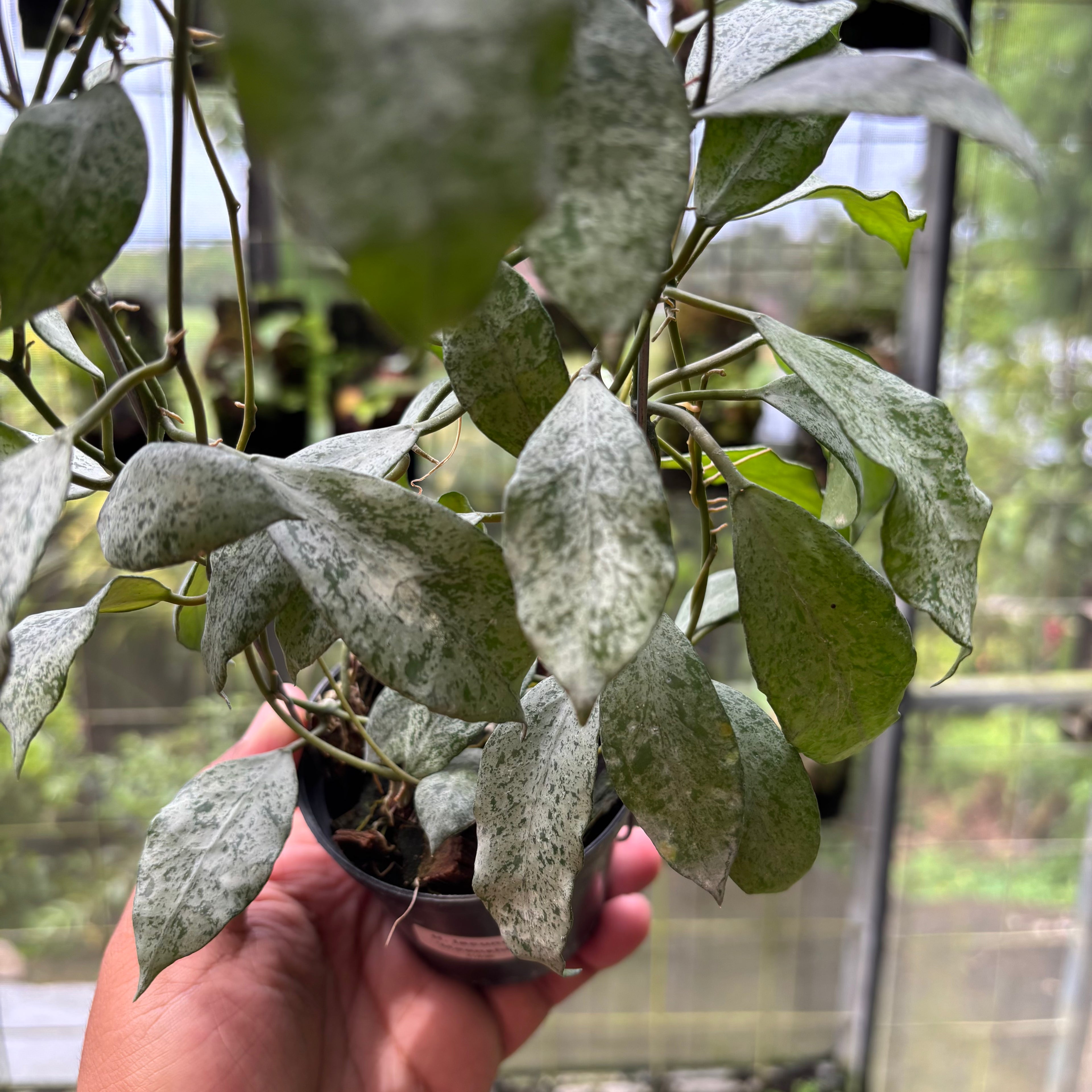 Hoya Lacunosa "Moonshine"