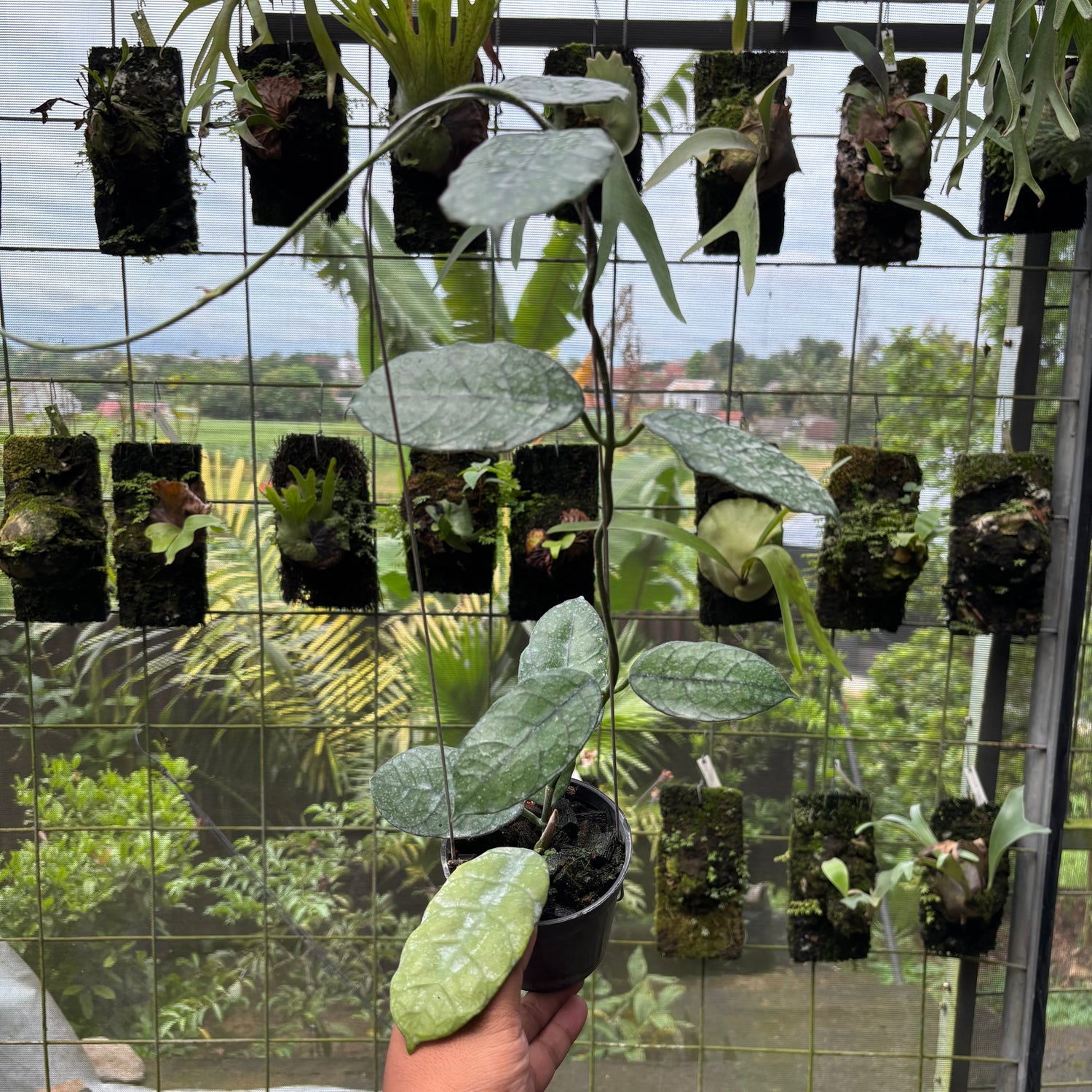 Hoya Villosa