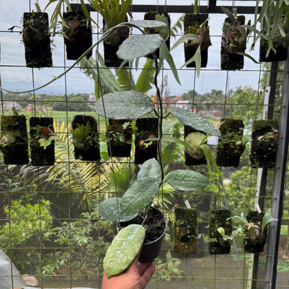 Hoya Villosa