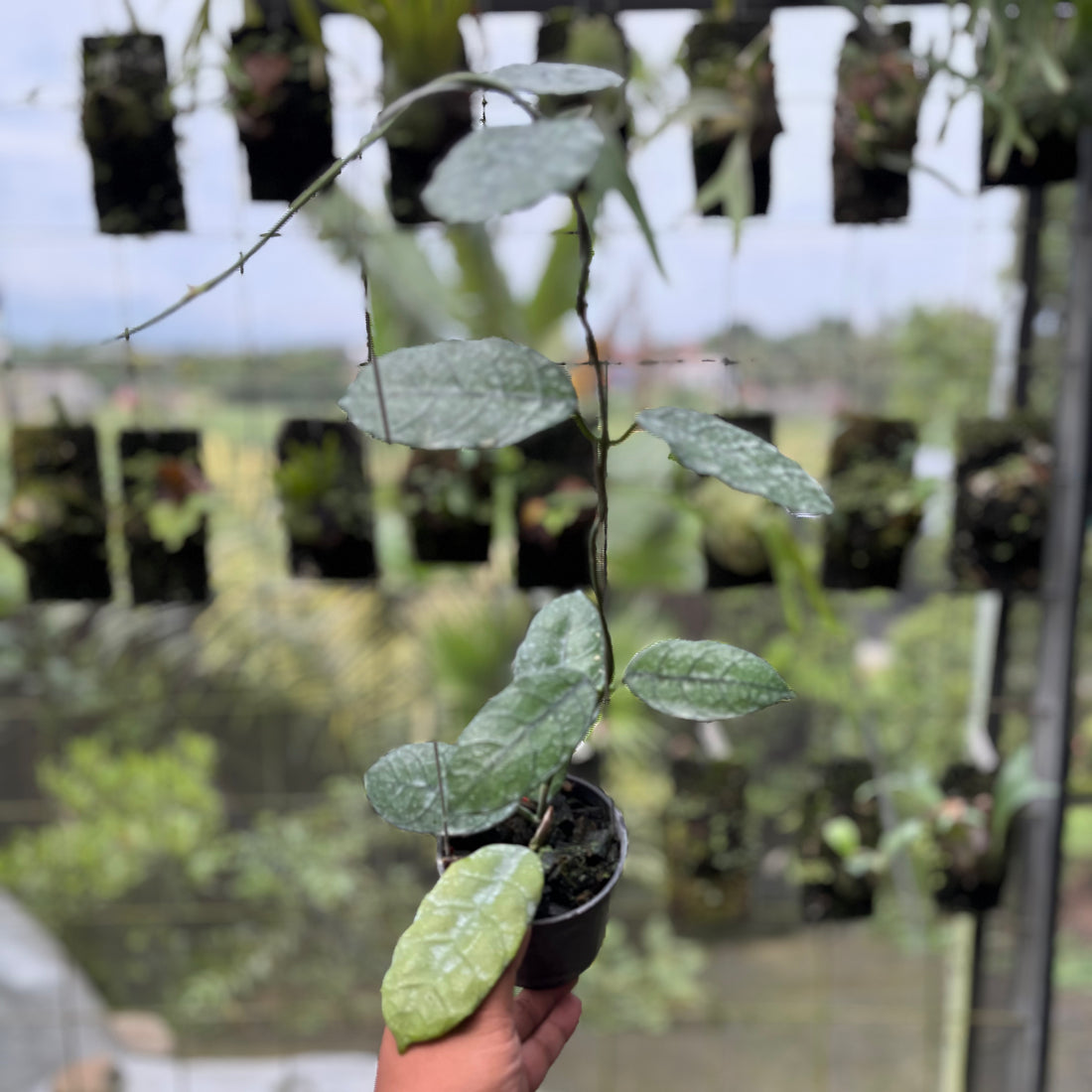Hoya Villosa