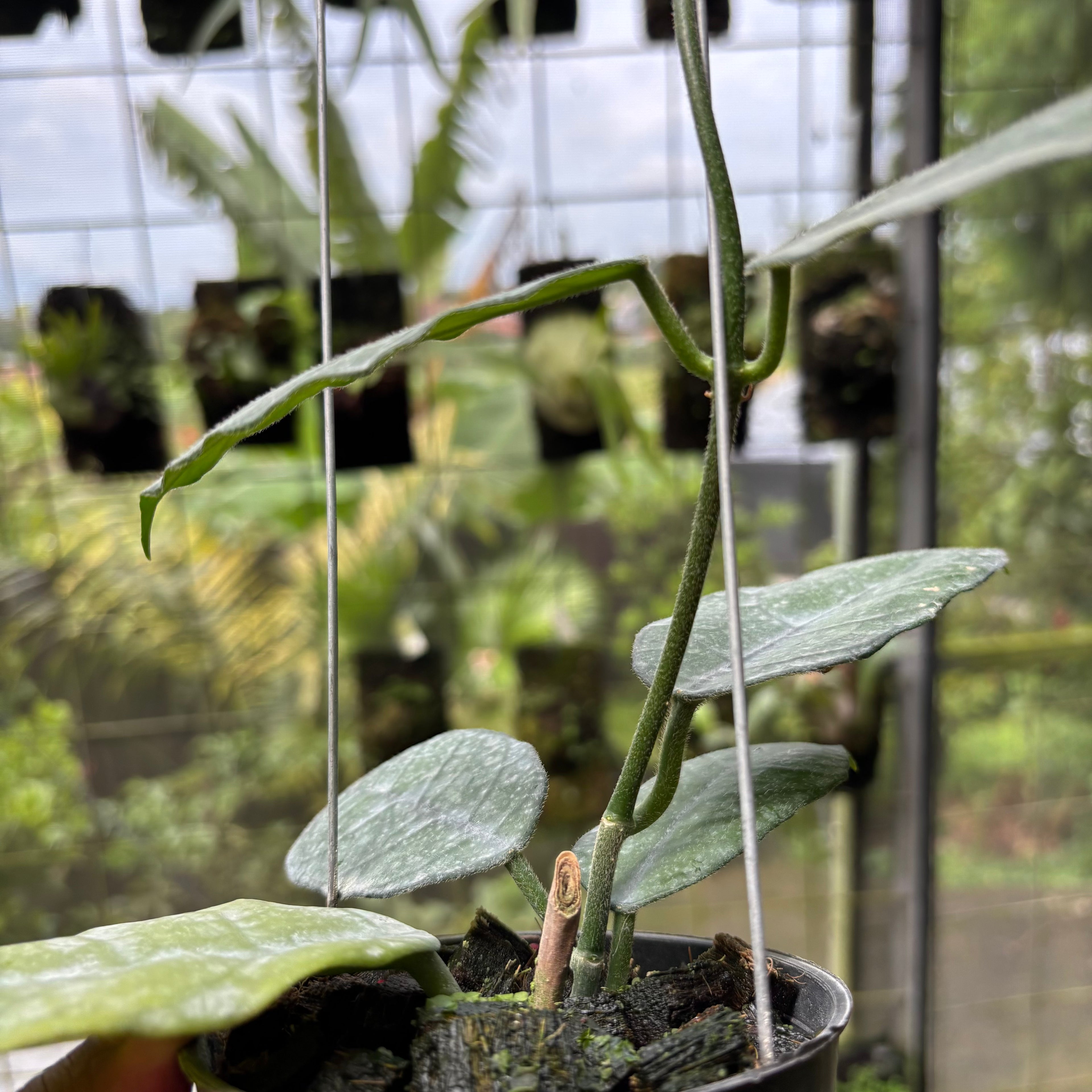 Hoya Villosa