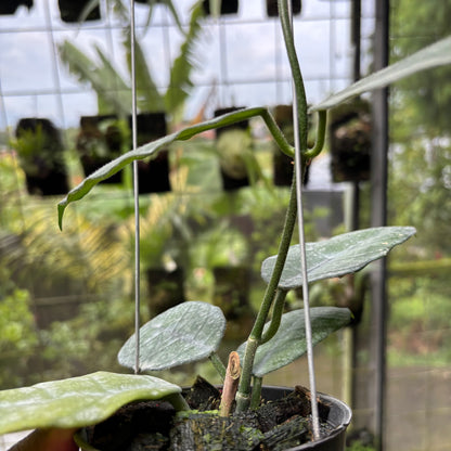 Hoya Villosa
