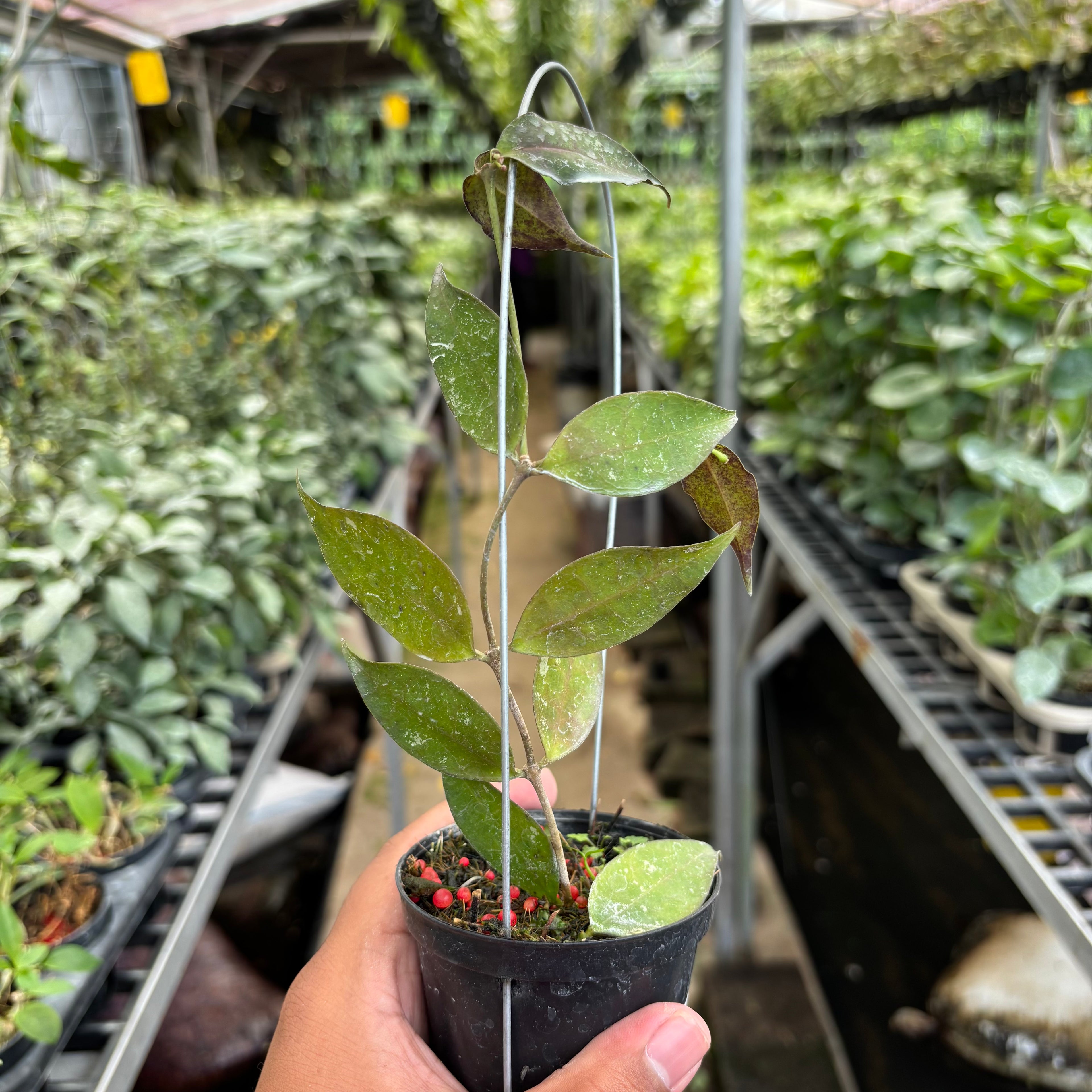 Hoya Ignorata