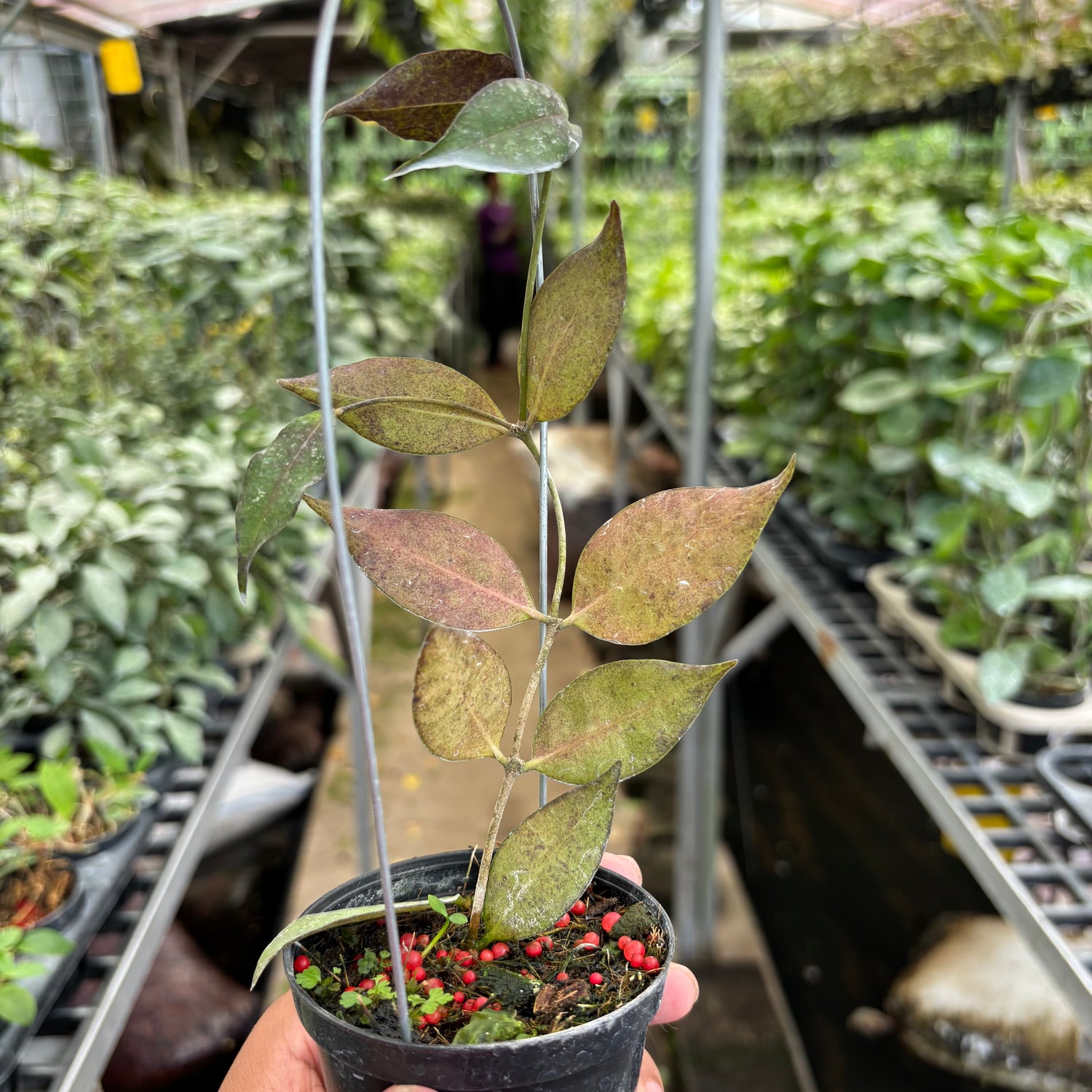 Hoya Ignorata