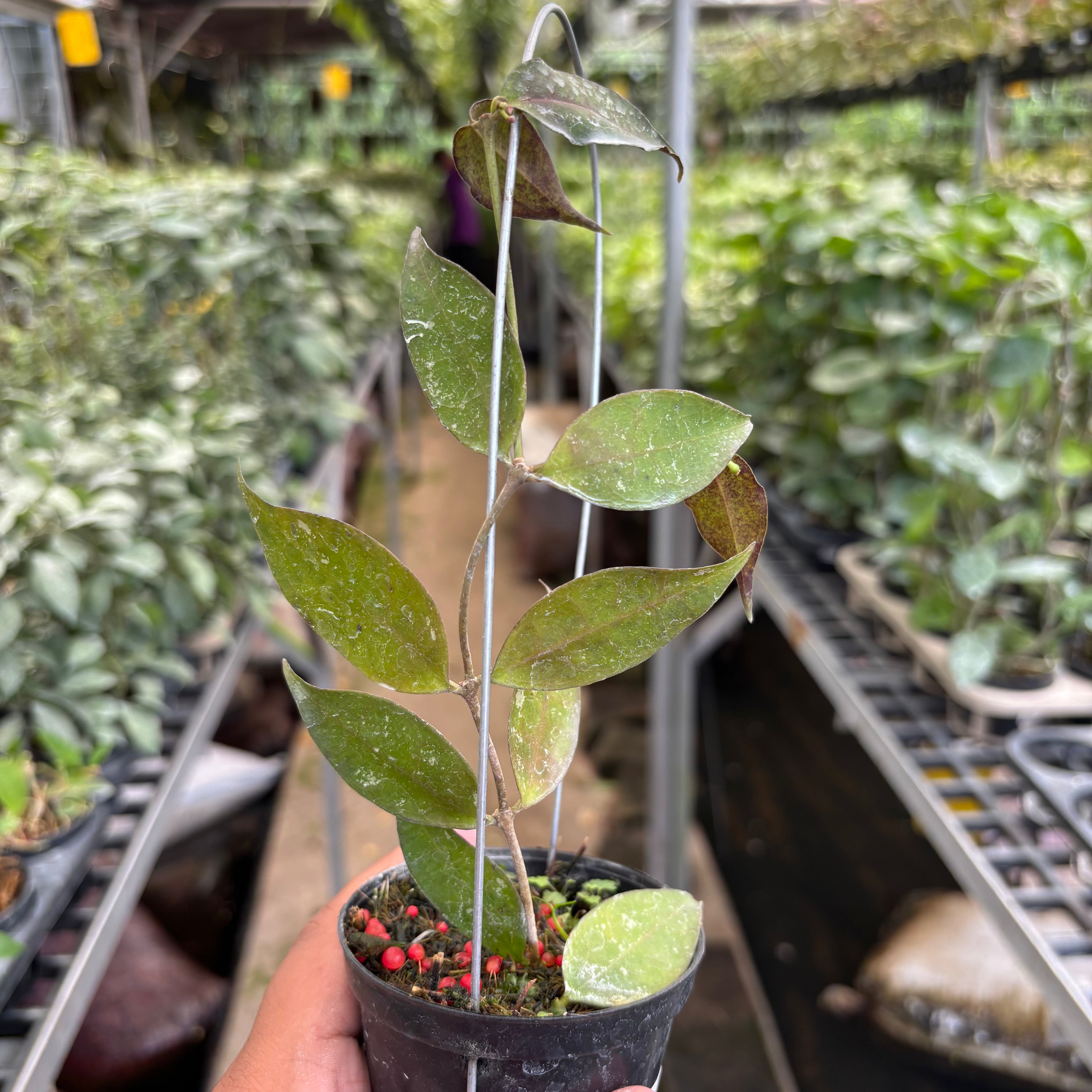 Hoya Ignorata