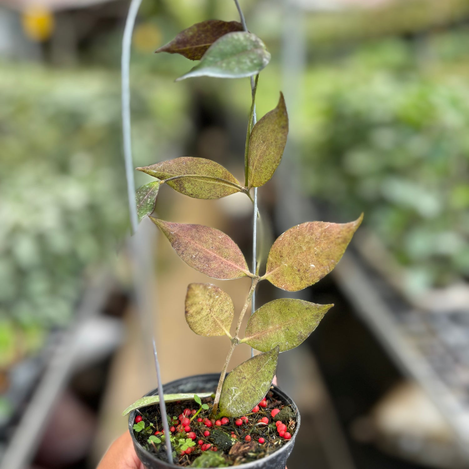 Hoya Ignorata
