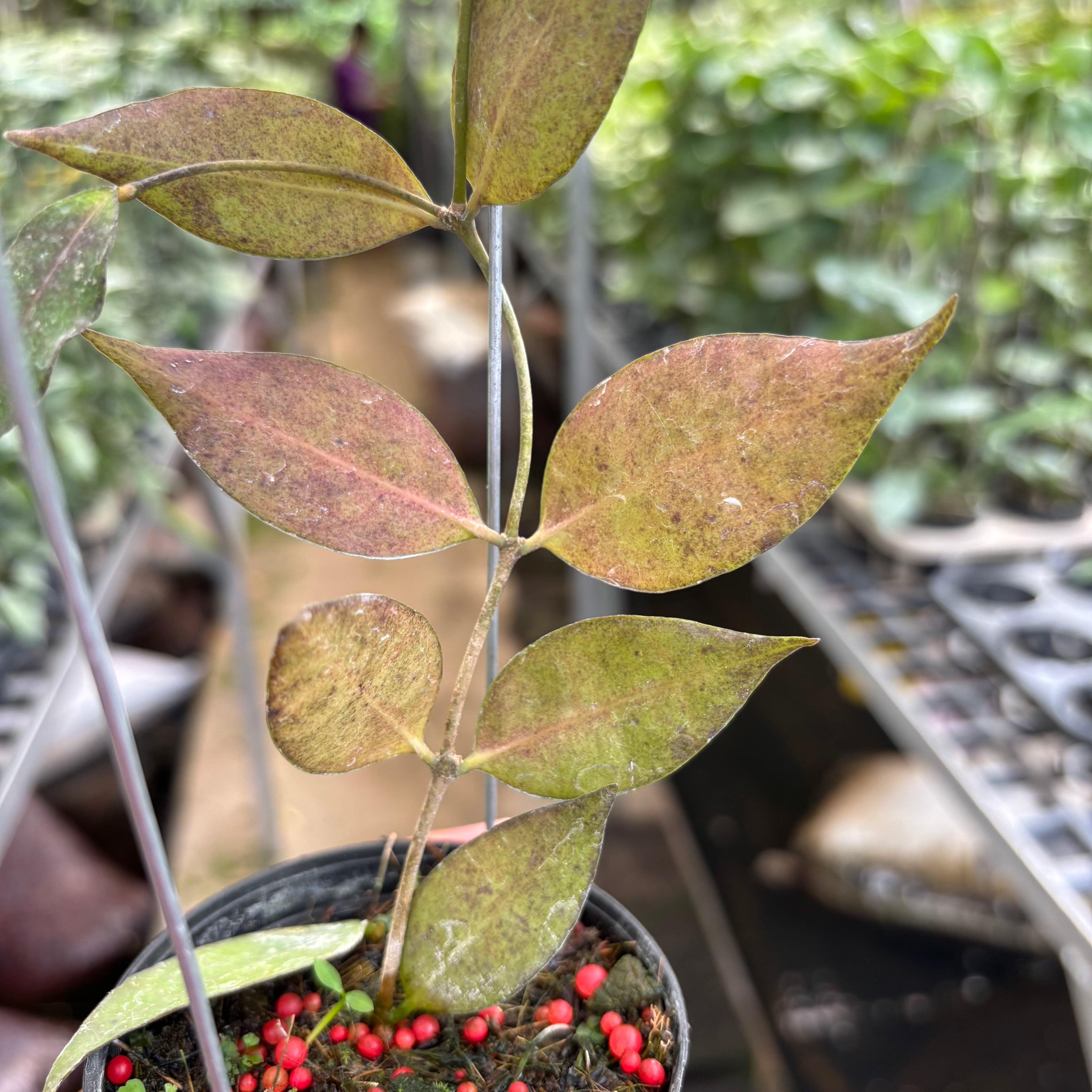 Hoya Ignorata
