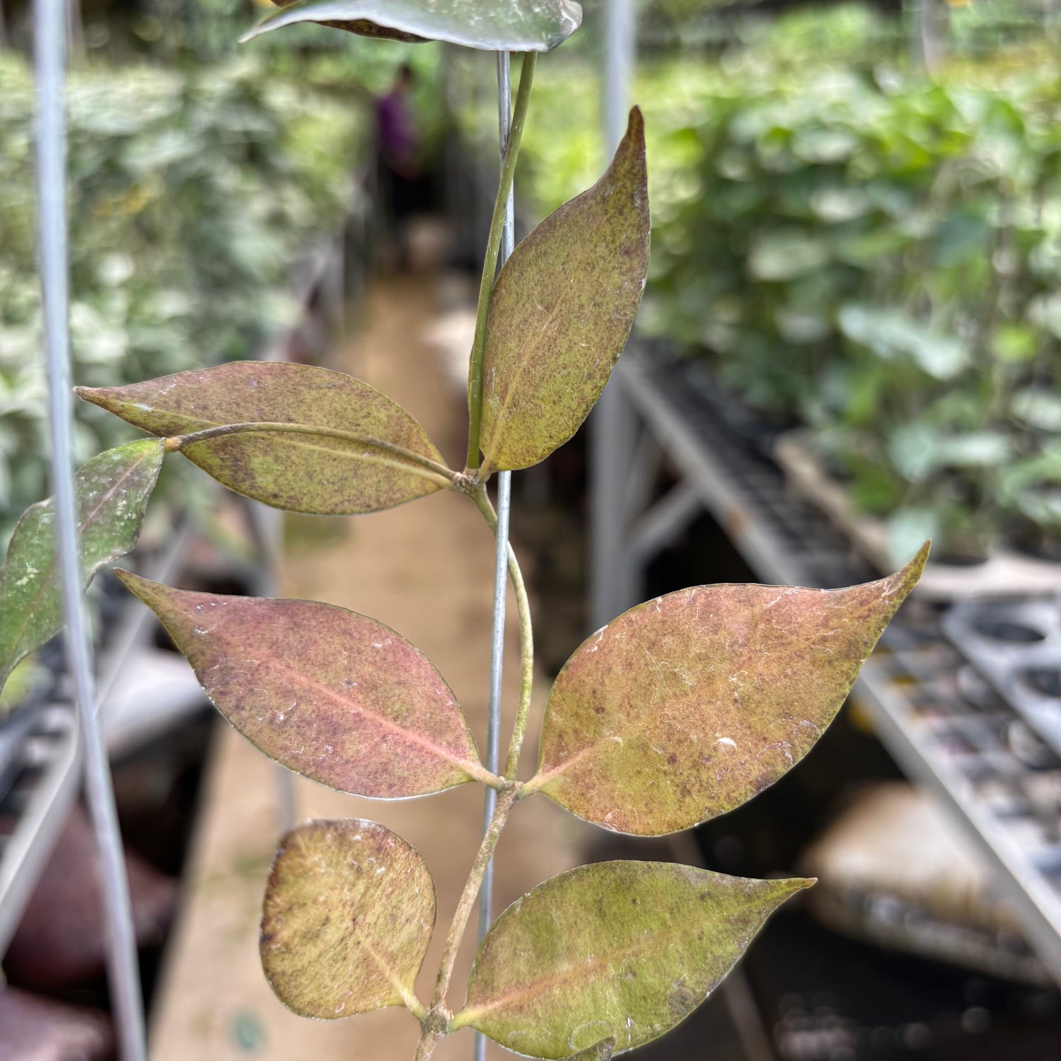 Hoya Ignorata