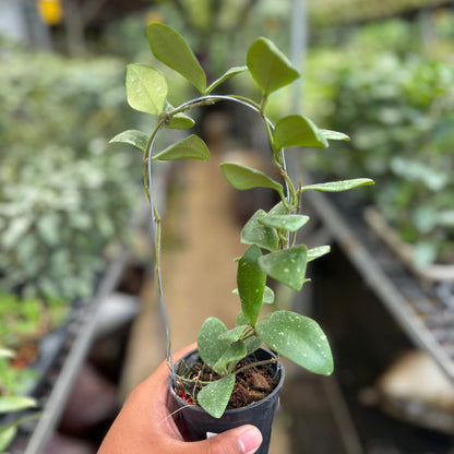 Hoya Isabelchanae