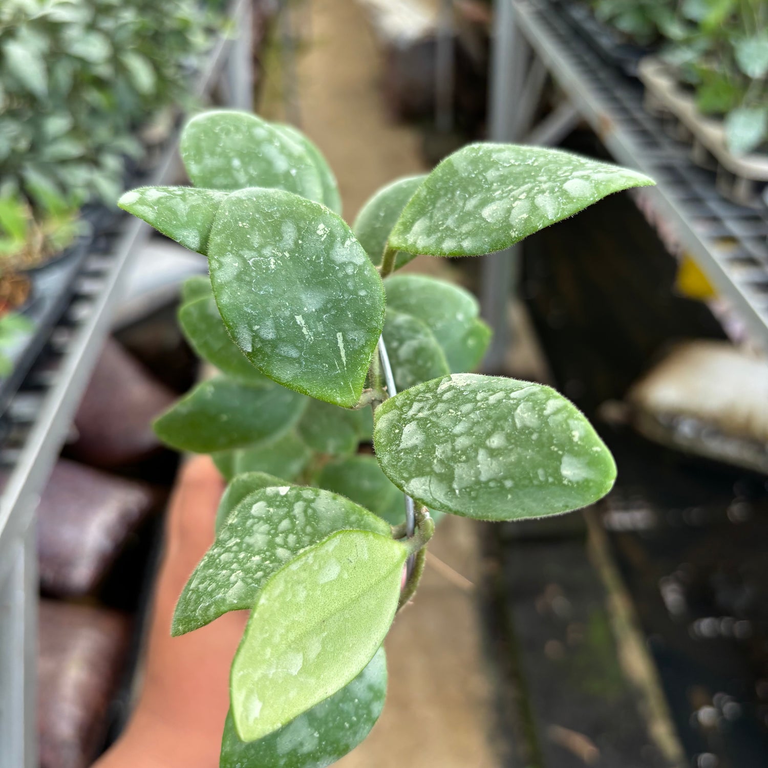 Hoya Isabelchanae