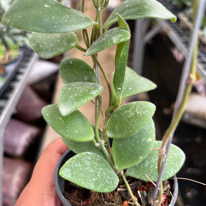 Hoya Isabelchanae