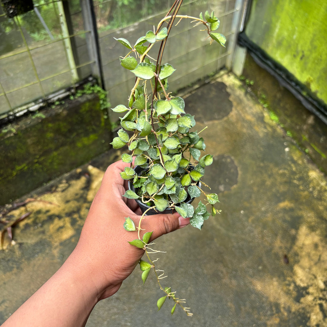 Hoya Curtisii Variegated