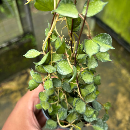 Hoya Curtisii Variegated