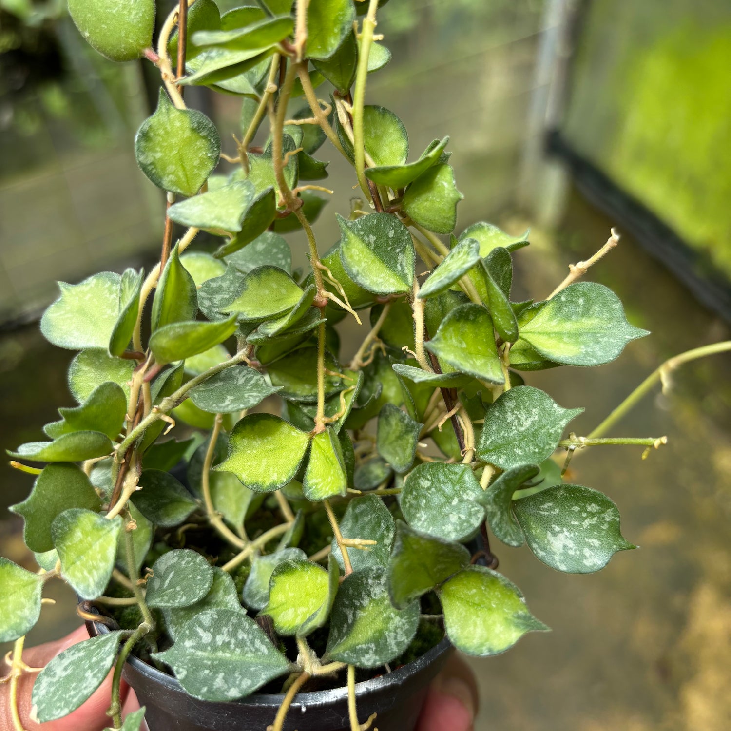 Hoya Curtisii Variegated
